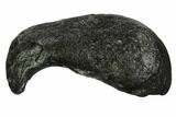 Fossil Whale Ear Bone - Miocene #99971-1